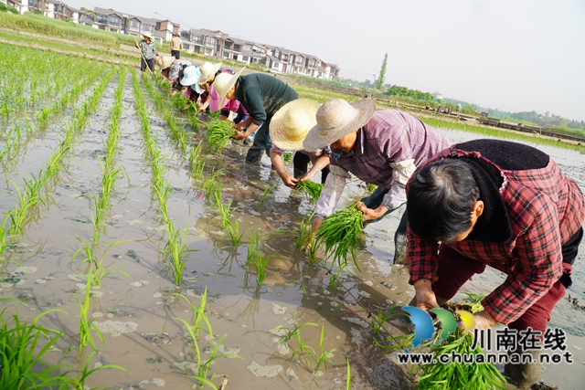 栽秧苗現(xiàn)場(chǎng)1（劉孝春攝）.jpg