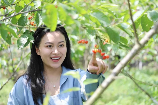 速搶！免費入園，來龍馬潭實現(xiàn)櫻桃自由！