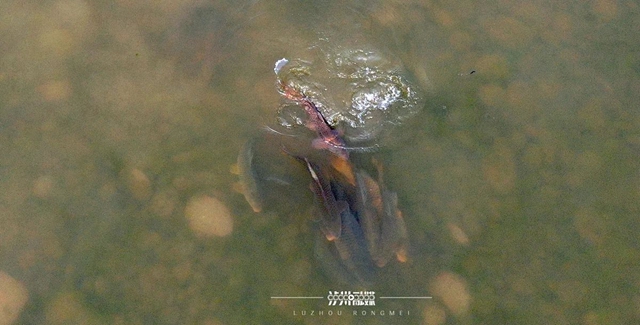 魚(yú)2.jpg