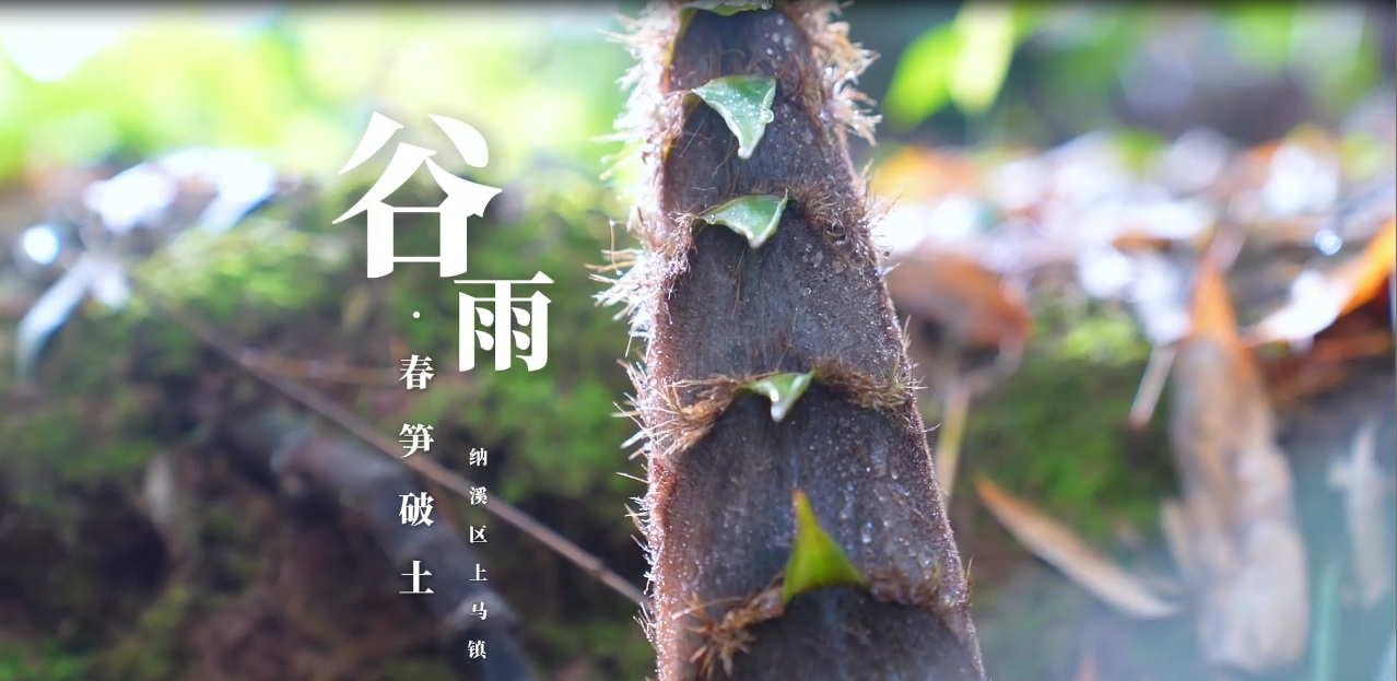 納溪谷雨·春筍破土 共繪鄉(xiāng)村振興新圖景
