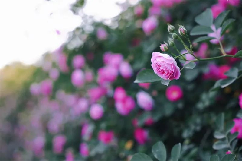 蜂蜜瀏覽器_640.jpg