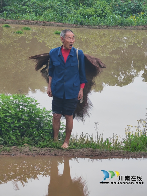 易鳳清老人在插秧現(xiàn)場（曾佐然攝）.jpg