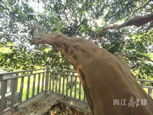 古樹(shù)4.jpg