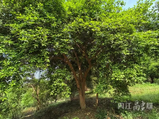 古樹(shù)5.jpg