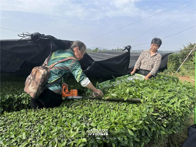 納溪區(qū)大渡口鎮(zhèn)：從茶葉到茶業(yè)，一片茶做出“新花樣”