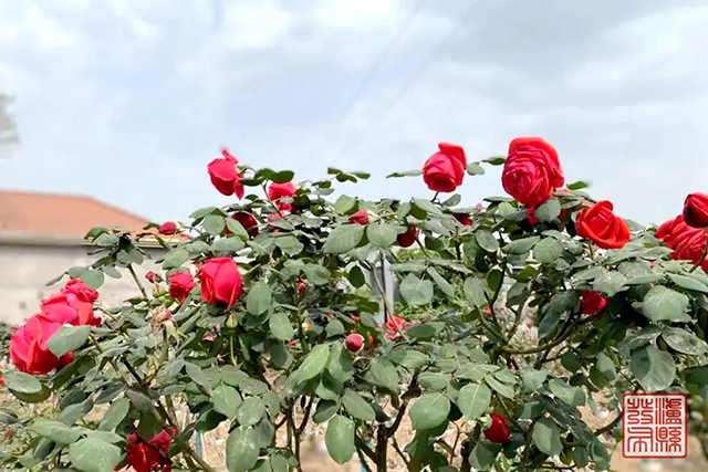 640-(36).jpg