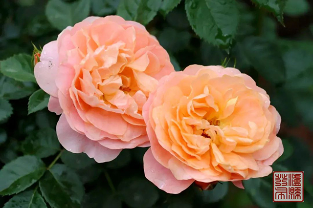640-(51).jpg