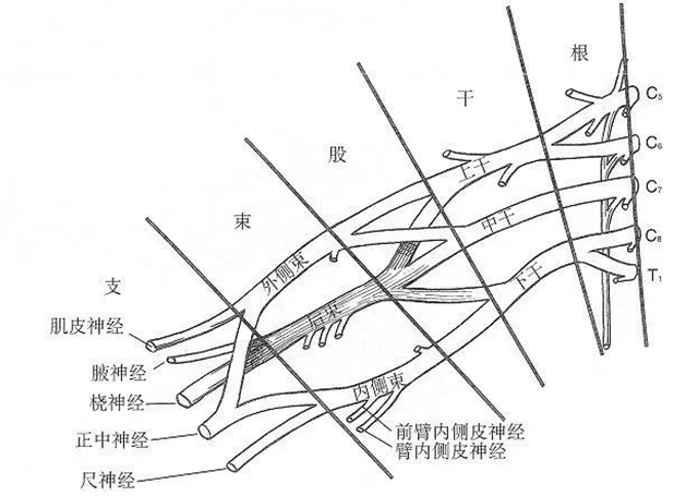 “雙管齊下”，術后第一天陳奶奶的手就不麻了