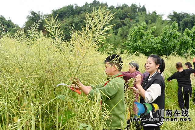 別樣勞動(dòng)節(jié) 田間收割忙｜敘永縣龍鳳鎮(zhèn)中心小學(xué)校開展油菜籽收割實(shí)踐活動(dòng)