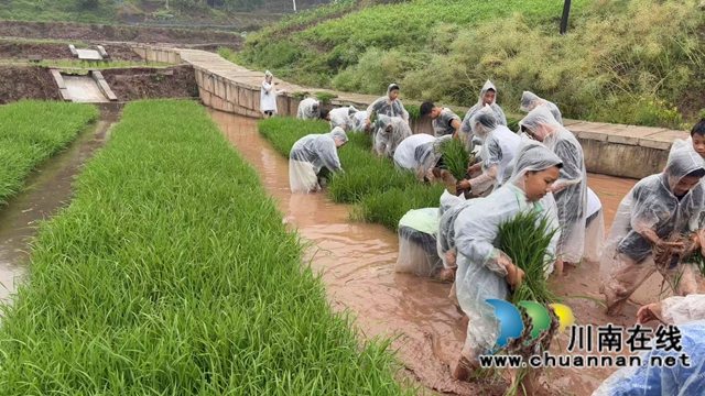納溪區(qū)護(hù)國(guó)中學(xué)：農(nóng)忙正當(dāng)時(shí)，創(chuàng)造有價(jià)值的勞動(dòng)課程
