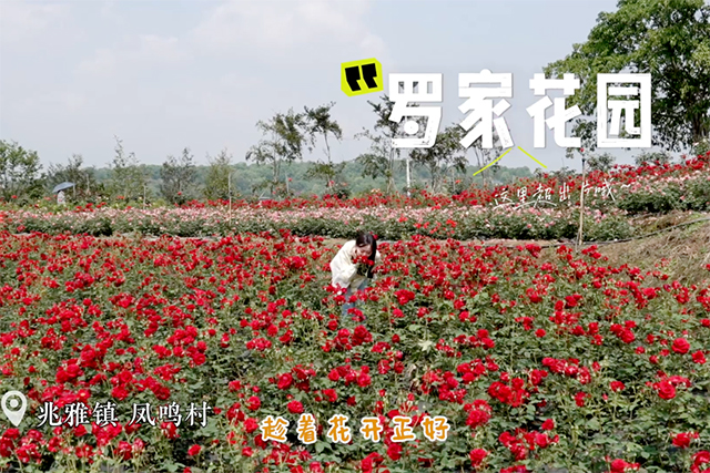說(shuō)走就走！五一快來(lái)瀘縣解鎖N種玩法