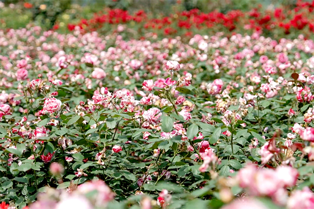 640-(28).jpg