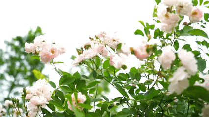 ３.gif