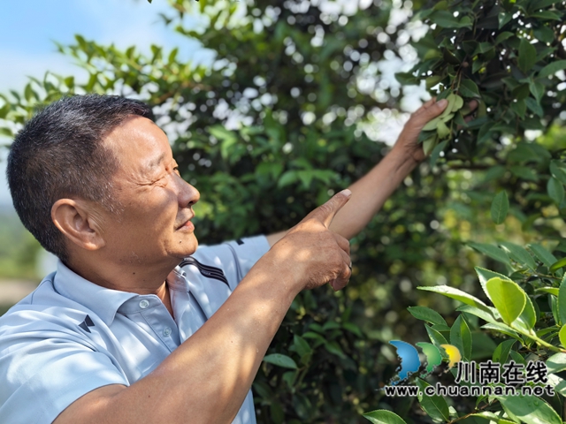 柯伯成在油茶基地查看茶果生長(zhǎng)情況.jpg