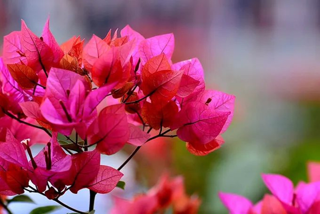 乘公交賞花去！巴妹兒帶你打卡三角梅花海
