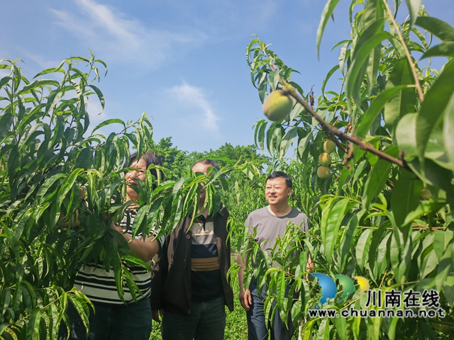 察看桃子生長(zhǎng)情況（曾佐然攝）.jpg