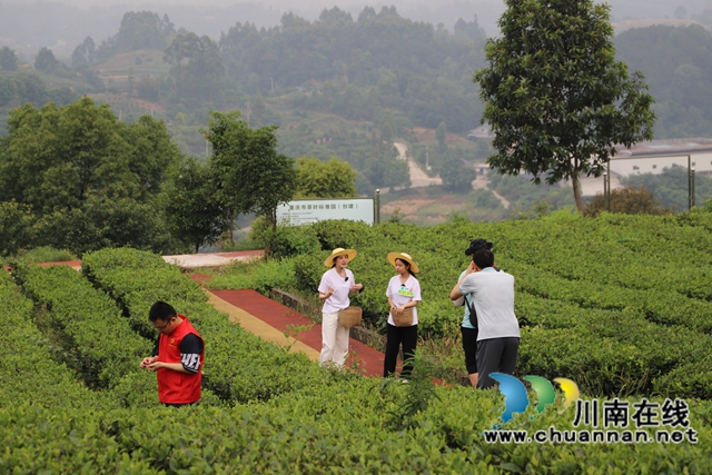 現(xiàn)場直播帶茶1（陳清攝）.jpg
