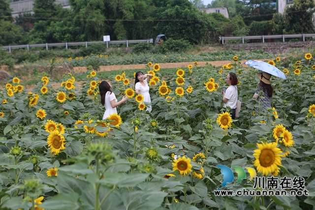 向日葵花海，游人如織（曾佐然攝）.JPG