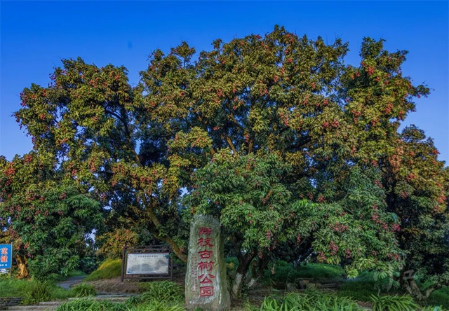 從《長(zhǎng)安的荔枝》到瀘州荔枝：追溯歷史，探尋瀘荔貢京路線圖
