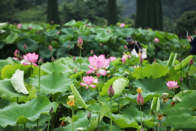 瀘州的荷花開(kāi)了！乘公交赴一場(chǎng)夏日“荷”約吧