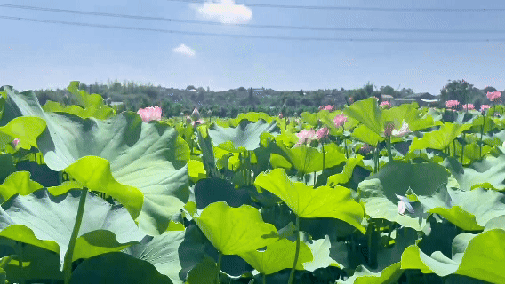 6.gif
