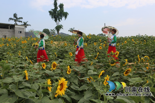 瀘縣牛灘鎮(zhèn)：打造“一舉奪葵”到“花好月圓”花經(jīng)濟(jì)升級版