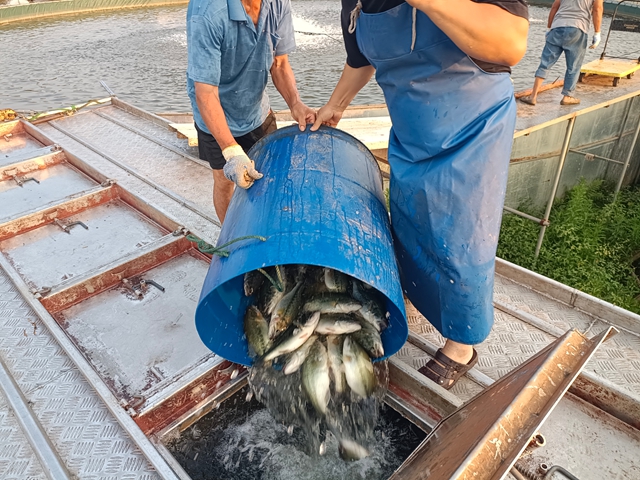 捕鱸魚2（王靜攝）.jpg