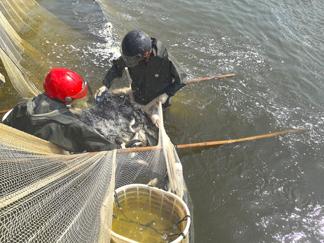 捕鱸魚4（王靜攝）.jpg