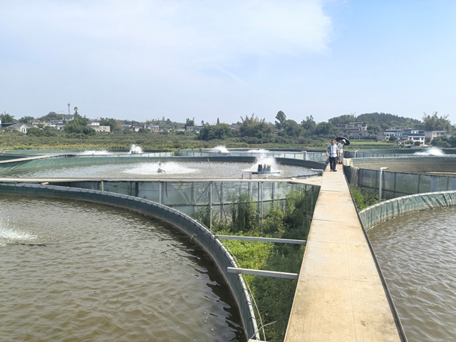 鱸魚養(yǎng)殖基地1（王靜攝）.jpg