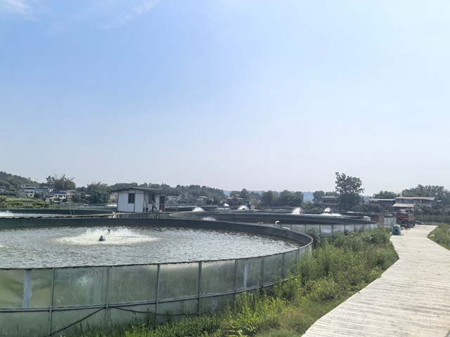 鱸魚養(yǎng)殖基地2（王靜攝）.jpg