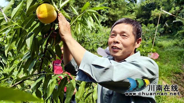 圖2：個大脆甜的黃桃樂村民.jpg