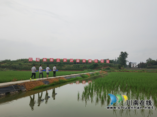 瀘縣雙稻雙蝦基地養(yǎng)殖大頭蝦一萬畝