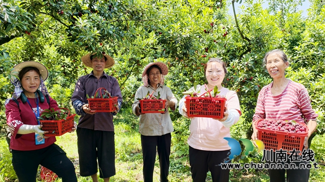 納溪合面鎮(zhèn)：回鄉(xiāng)種楊梅11年 農(nóng)家女闖出“香甜”致富路