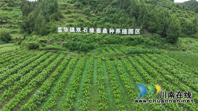 古藺皇華：科技賦能蠶桑產(chǎn)業(yè)“蝶變”