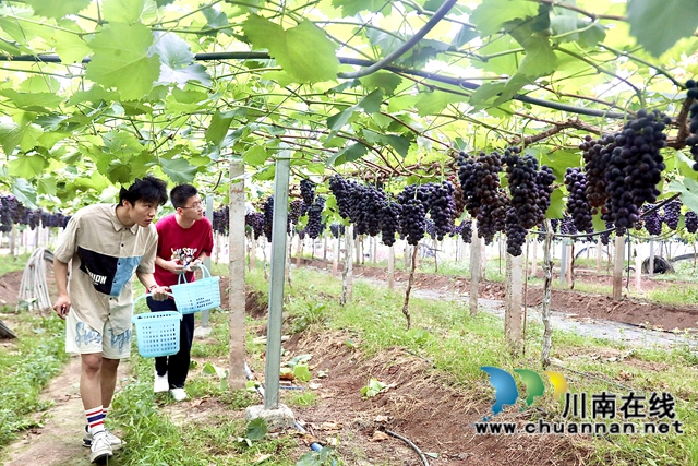 金龍葡萄園的“南太湖特早”(1).jpg