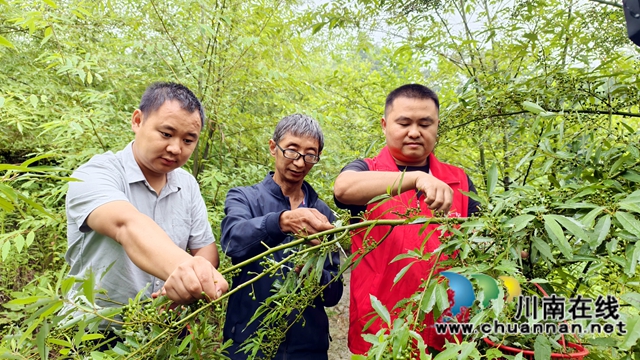 納溪區(qū)龍車鎮(zhèn)：芳香四溢 木姜子變身致富“金豆子”