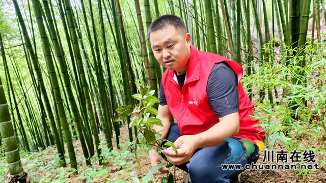 納溪區(qū)龍車鎮(zhèn)：林下套種草珊瑚，“一地三收”好“豐”景