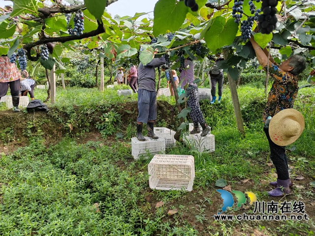 項(xiàng)目基地瀘縣紫桂緣家庭農(nóng)場帶動周邊零散勞動力就業(yè).jpg