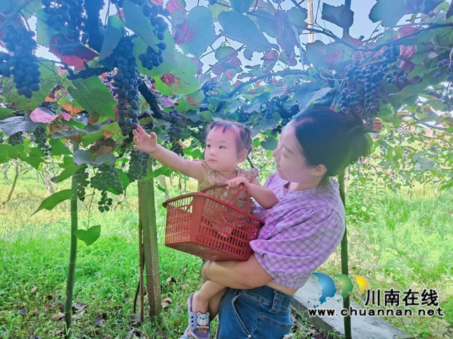 游客在項(xiàng)目基地瀘縣紫桂緣家庭農(nóng)場采摘鮮果2.jpg