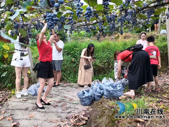 游客在項(xiàng)目基地瀘縣紫桂緣家庭農(nóng)場采摘鮮果1.jpg