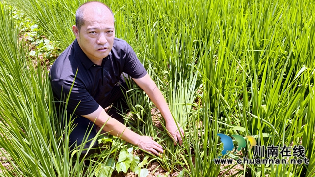 納溪區(qū)新樂鎮(zhèn)：旱地飄稻香 高山變糧倉