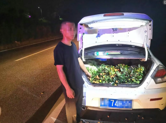 今年第一批偷合江荔枝的，已被抓……