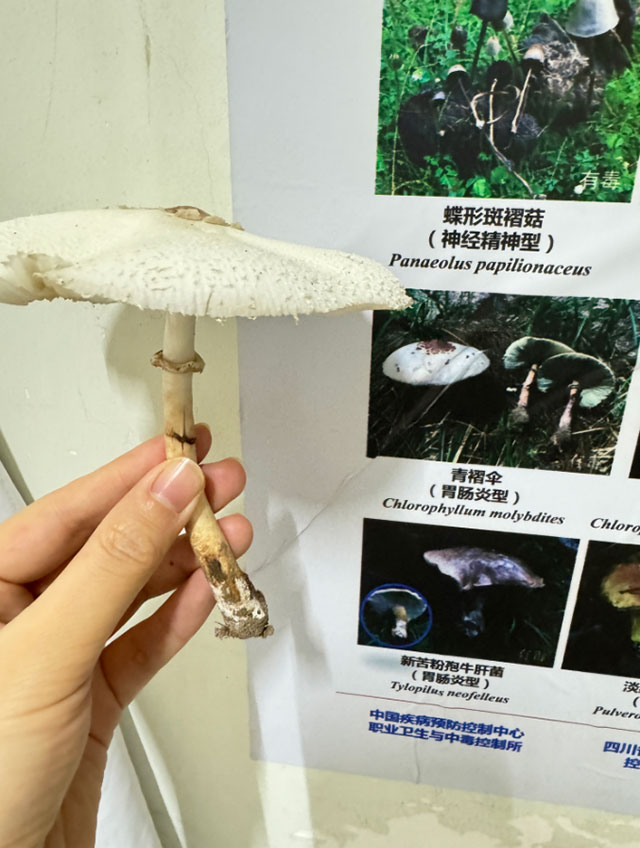 【太嚇人】網(wǎng)購(gòu)蘑菇種子自己種，瀘州夫妻雙雙中毒休克，遭得慘……
