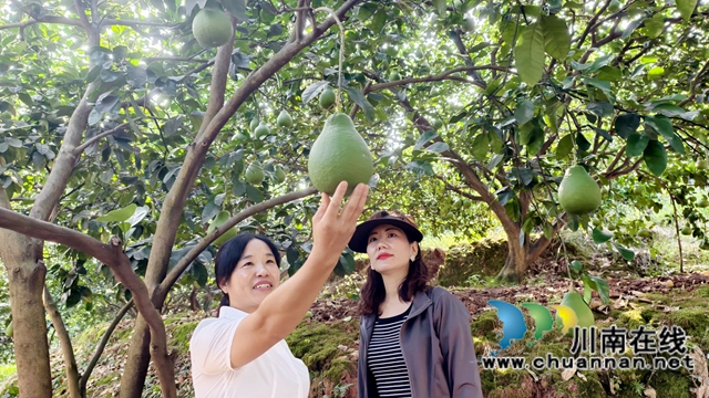 圖2：沉甸甸的柚子垂吊枝梢 .jpg