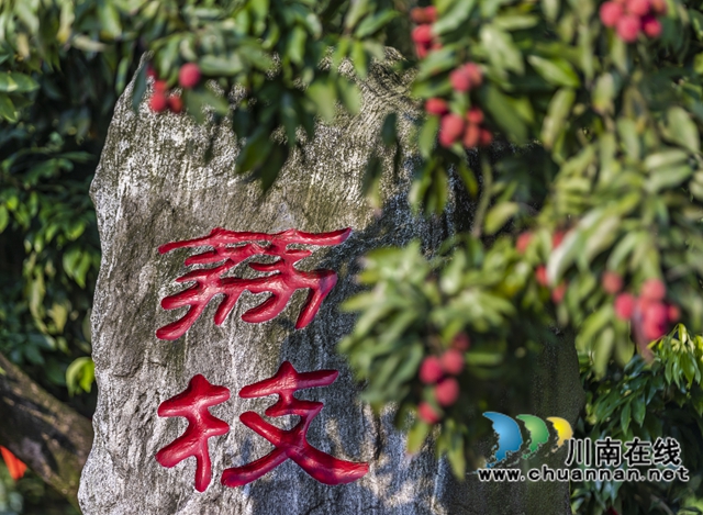 千年荔枝紅透處——從《長安的荔枝》看合江的文化情結(jié)