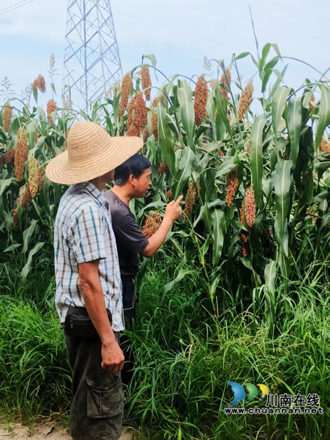 農(nóng)技員察看高粱長(zhǎng)勢(shì)（趙銘巧攝）.jpg