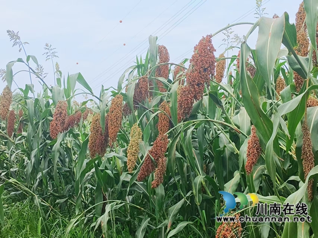 長(zhǎng)勢(shì)良好的高粱（趙銘巧攝）.jpg