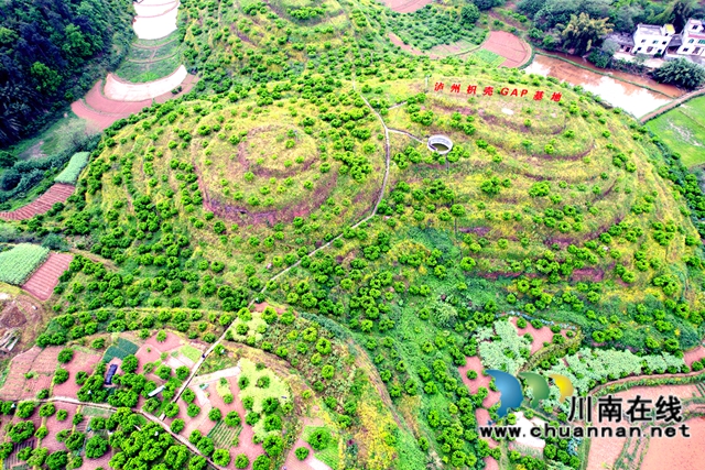 圖為瀘州枳實(shí)枳殼核心基地.jpg