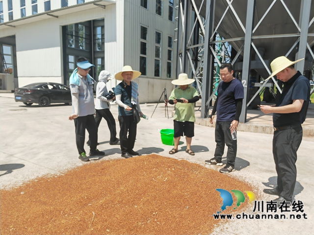 現(xiàn)場(chǎng)曬高粱粒（曾佐然攝）.jpg