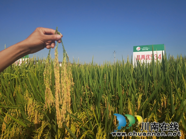 現(xiàn)場比較稻穗（曾佐然攝）.jpg